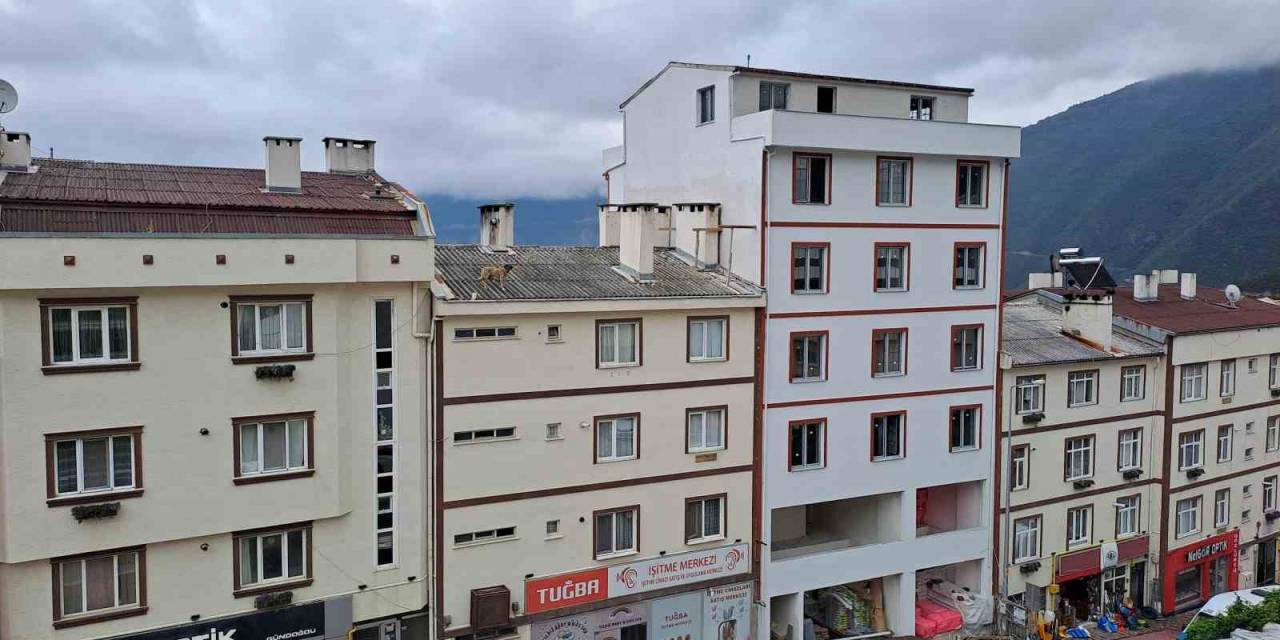 Artvin´de Çatıda Mahsur Kalan Köpeği İtfaiye Ekipleri Kurtardı