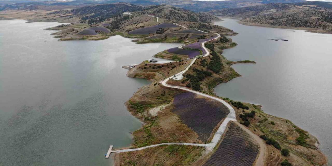 Yarım Ada Üzerinde Oluşturulan Lavanta Bahçesi Havadan Görüntülendi
