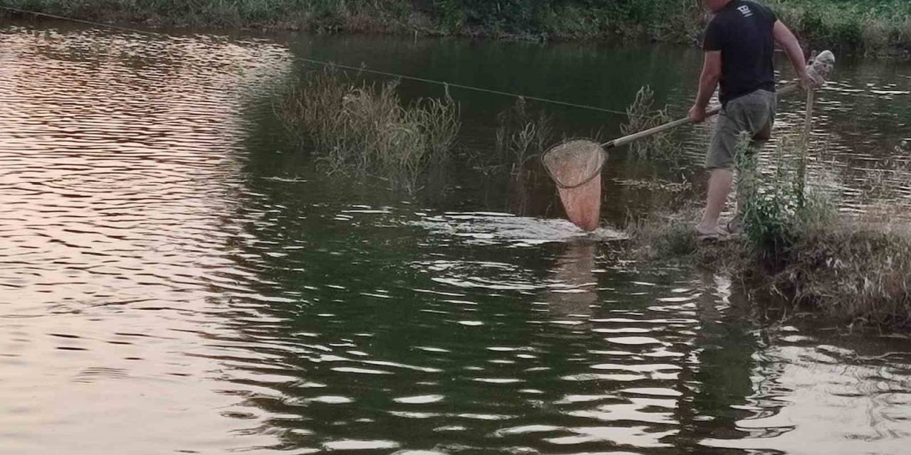 Tarlada 100 Bin Aynalı Sazan Üretimine Başladı