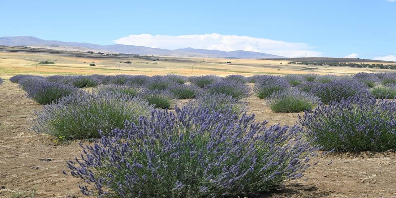 Lavanta Hasadı İçin Gün Sayılıyor