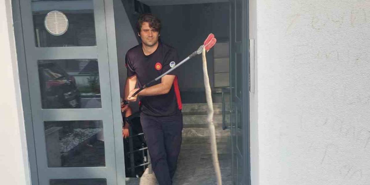 3 Buçuk Metrelik Yılan Böyle Yakalandı