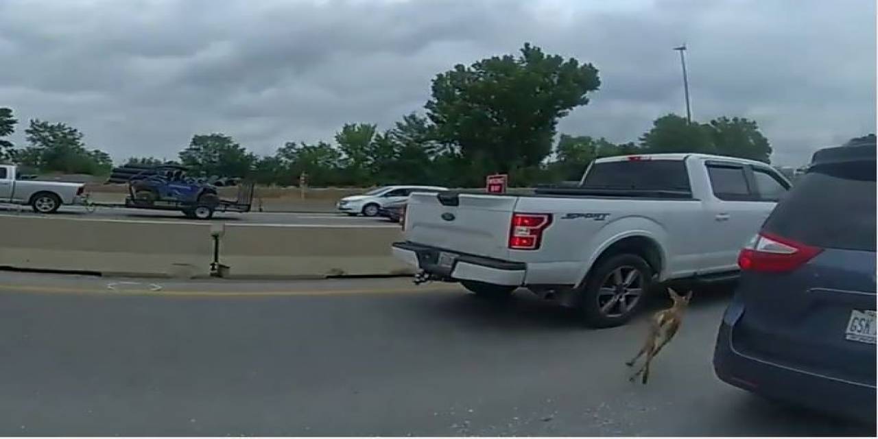 Abd Polisi Karaca Yavrusunu Yakalamak İçin Trafiği Durdurdu