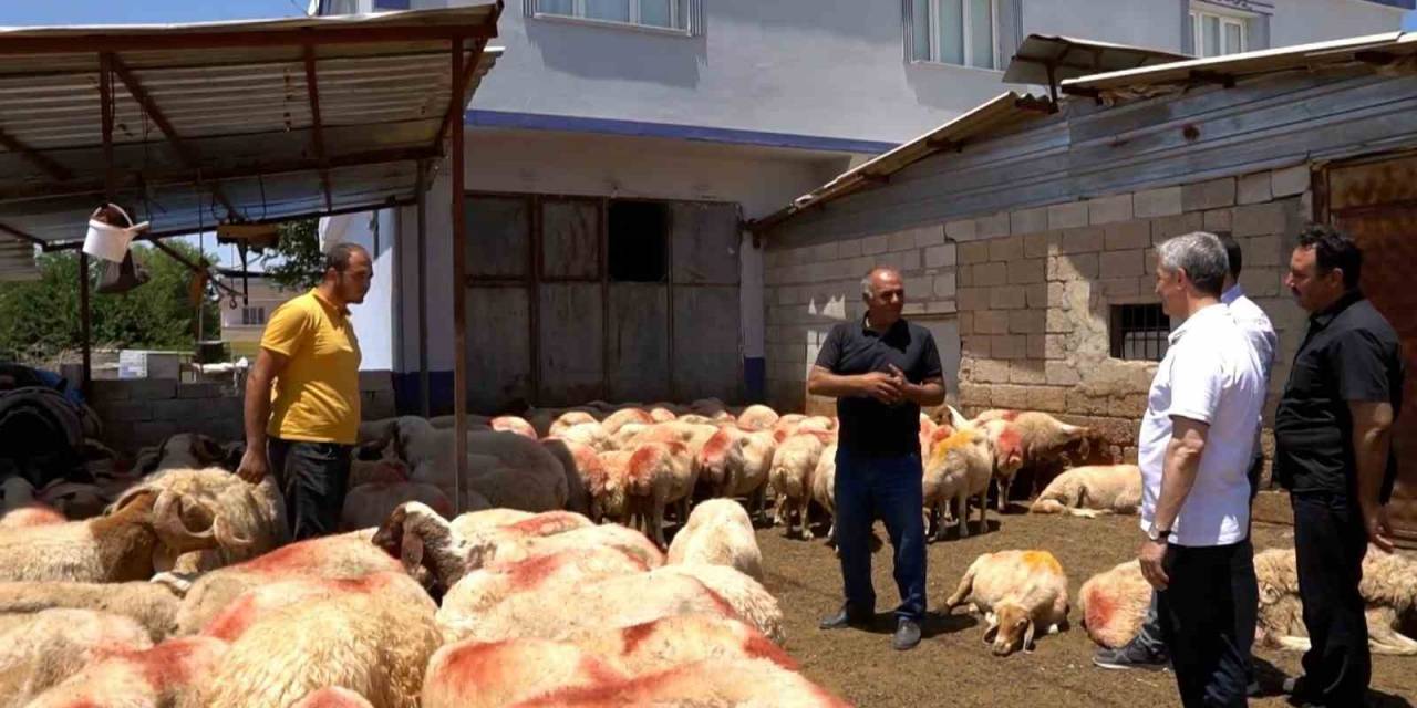 Şahinbey’in Destekleriyle Hayvancılık Gelişiyor