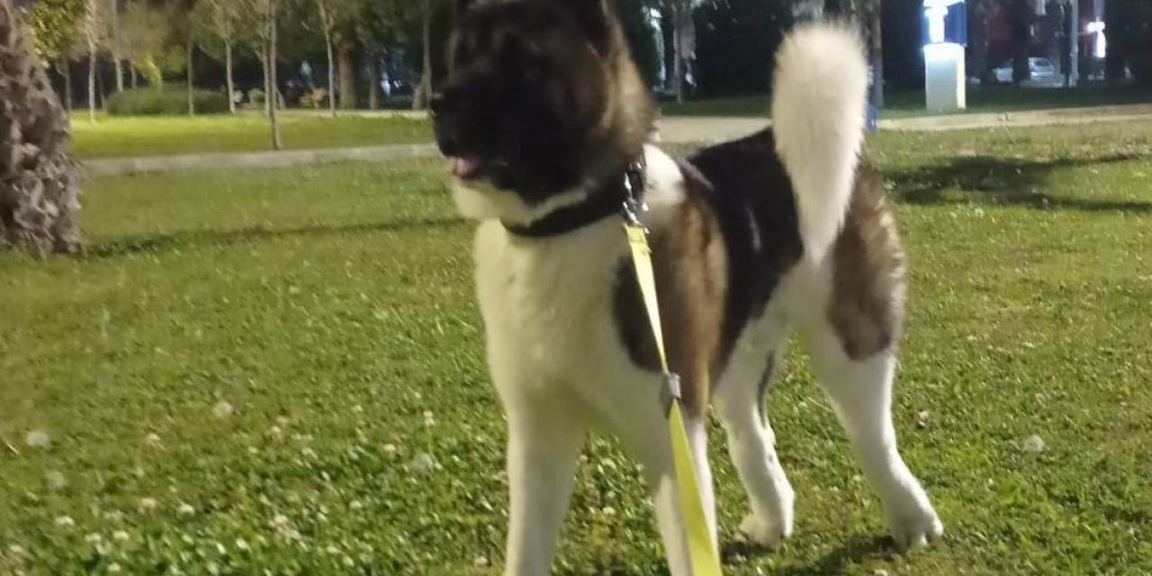 İzmir’de Vahşet: Köpeği Tekmeleyerek Öldürdü