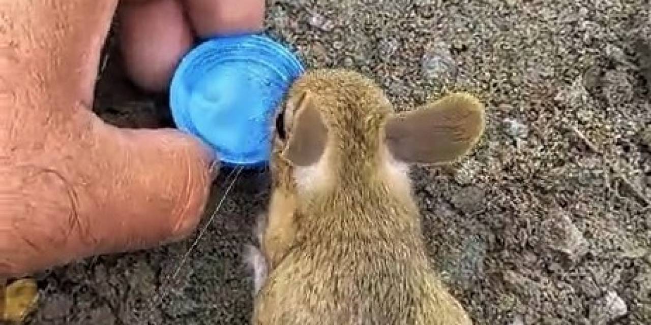 Nesli Tükenme Tehlikesi Altında Olan Arap Tavşanını Önce Kurtardı, Sonra Elleriyle Besledi