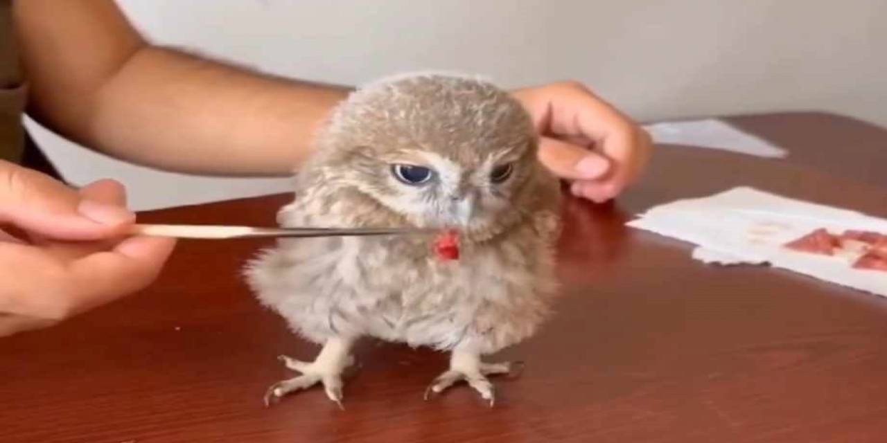 Bulunan Yavru Baykuş Koruma Altına Alındı