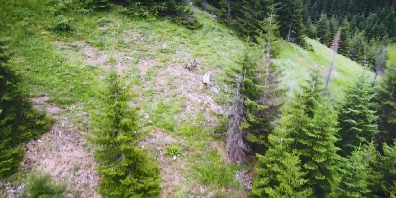 Nadir Görülen Beyaz Boz Ayı Ve Yavruları Artvin’in Şavşat İlçesinde Drone Kamerasına Yansıdı