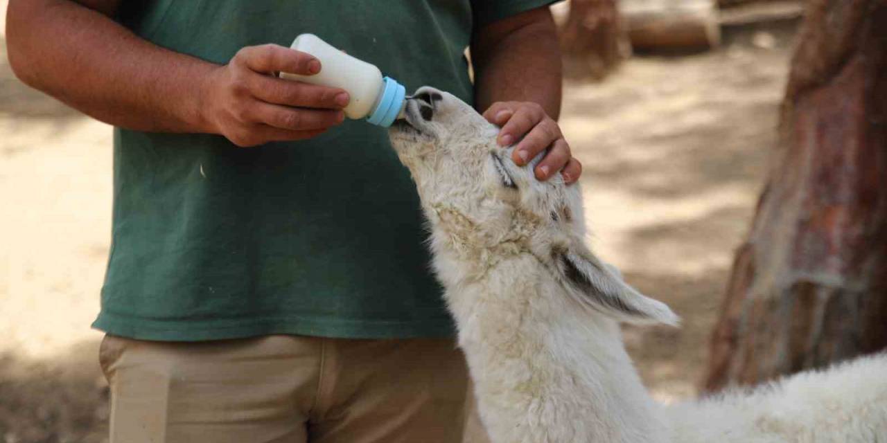 Annesi Tarafından Terk Edilen Lamaya Bakıcıları Sahip Çıktı