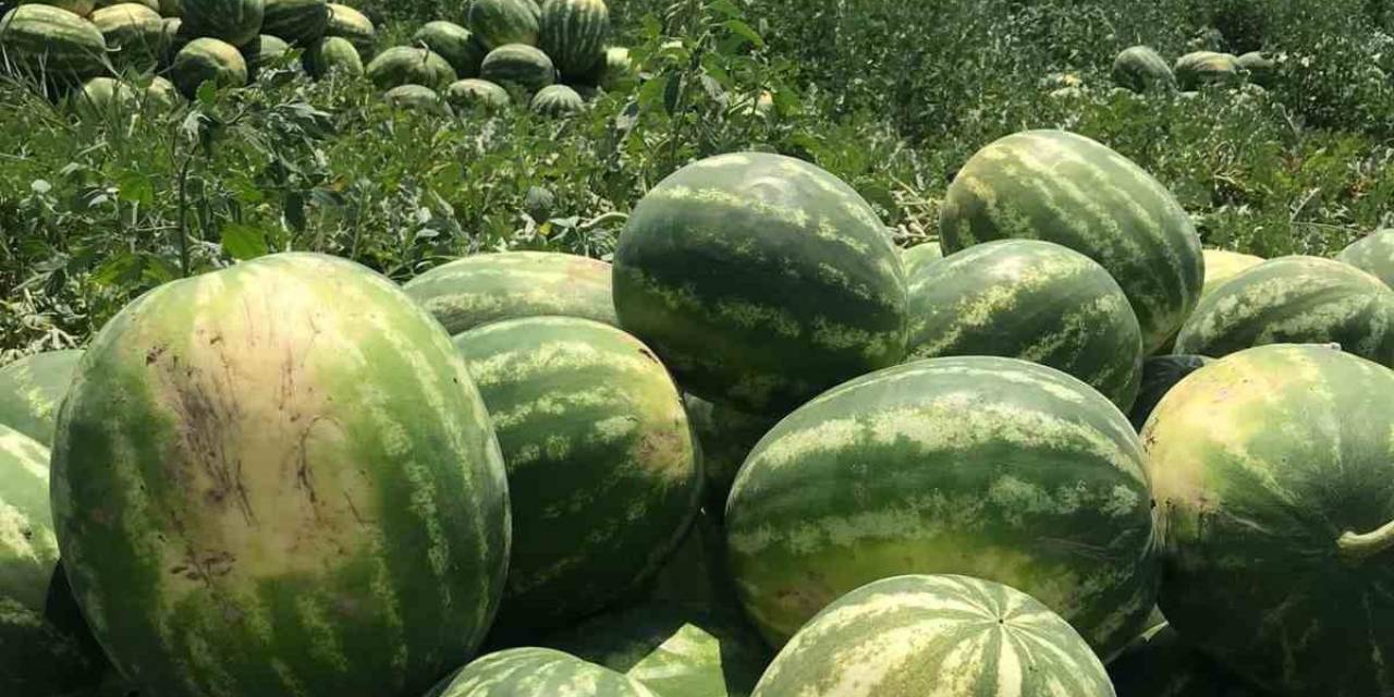 Osmaneli Karpuzu Hasat İçin Gün Sayıyor
