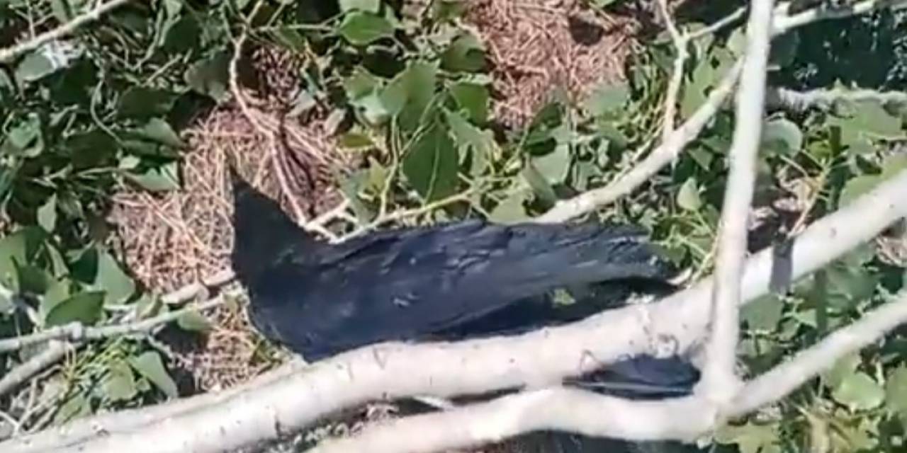 Mahsur Kaldığı Ağaçtan Kurtarıldı, Kana Kana Su İçti