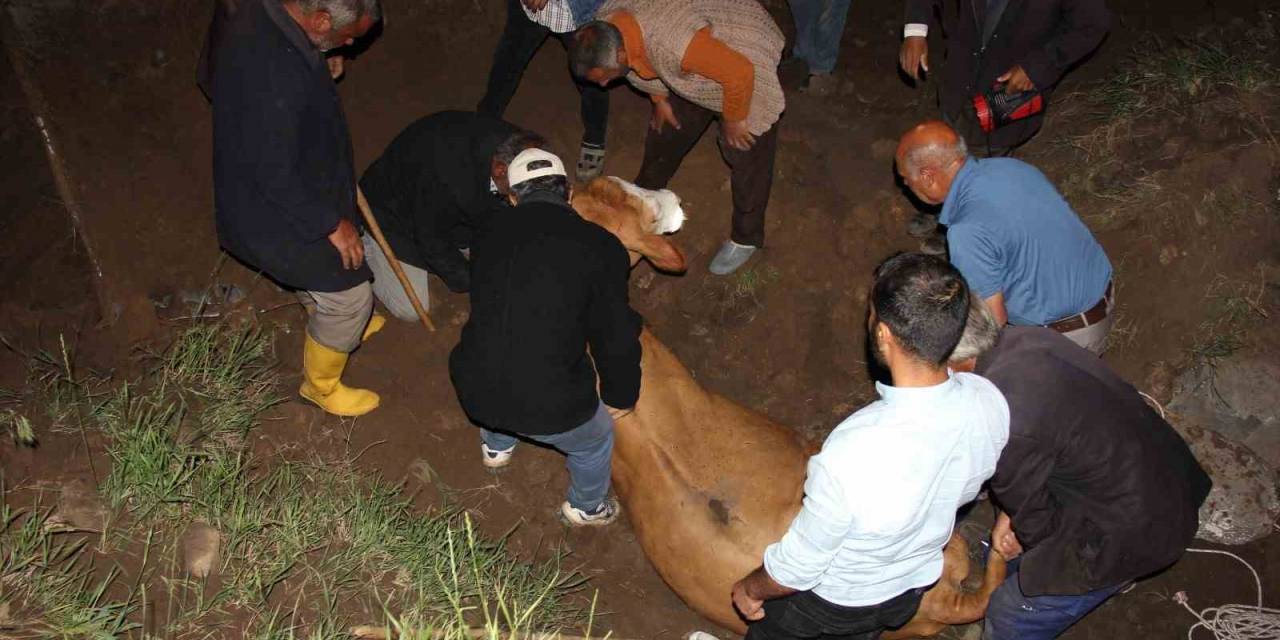 Iğdır’da 200 Metrelik Uçurumdan Vadiye Düşen İnek Kurtarıldı