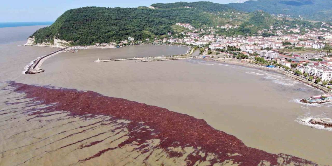 Binlerce Turisti Ağırlayan Karadeniz Sahili Çamurla Kaplandı