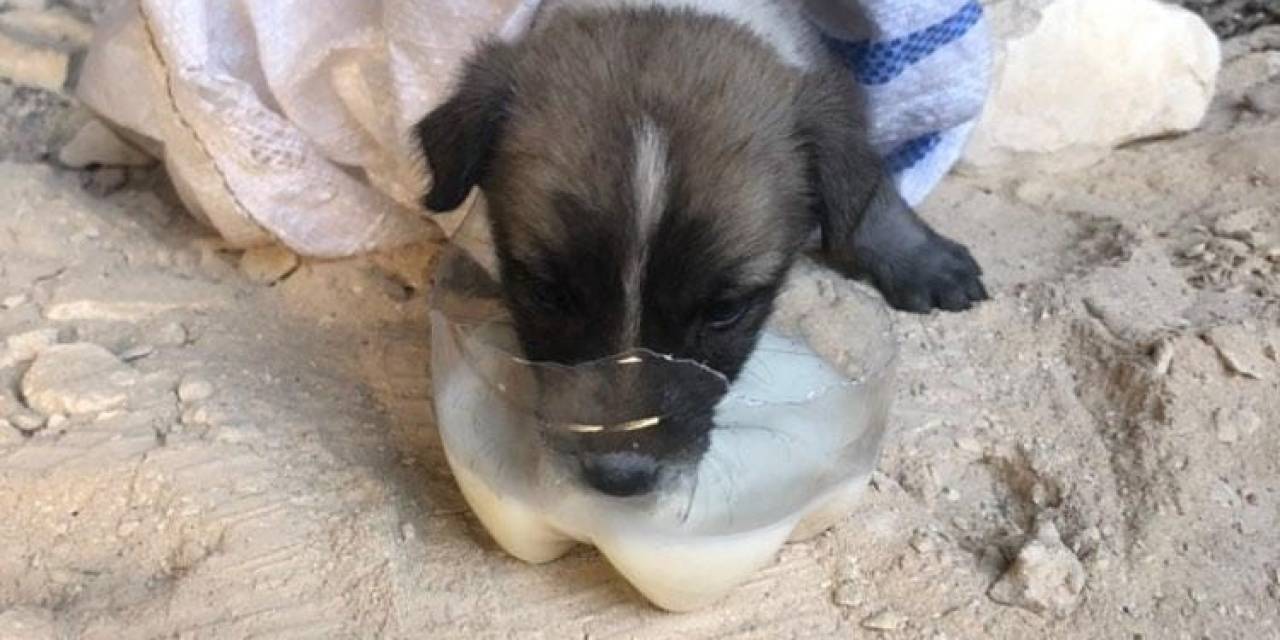 Kuyuya Düşen Yavru Köpeği İtfaiye Ekipleri Kurtardı