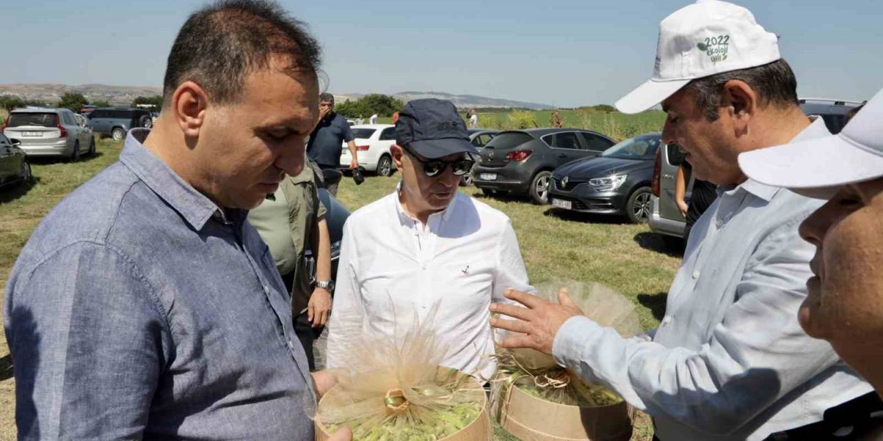 Büyükçekmece’de Buğday Hasat Dönemi Başladı