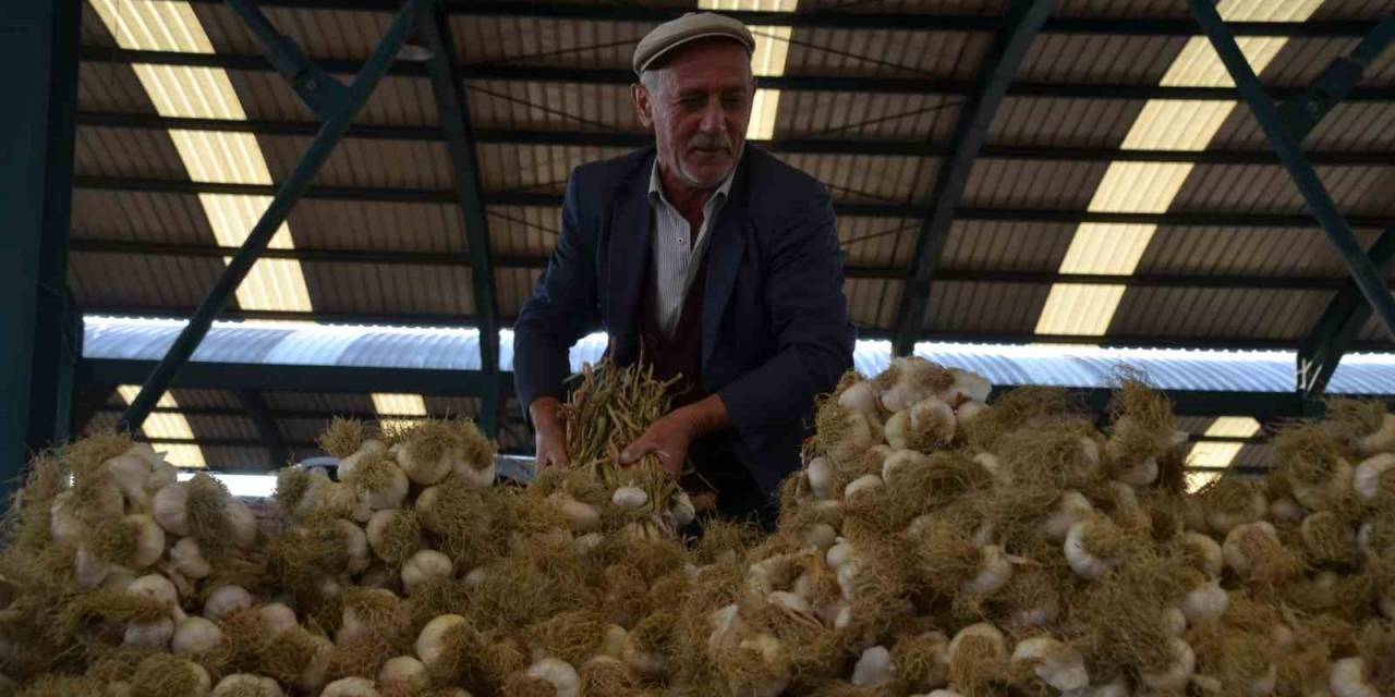 Taşköprü Sarımsağı Pazara İndi: 20 İle 45 Tl Arasında Alıcı Buluyor