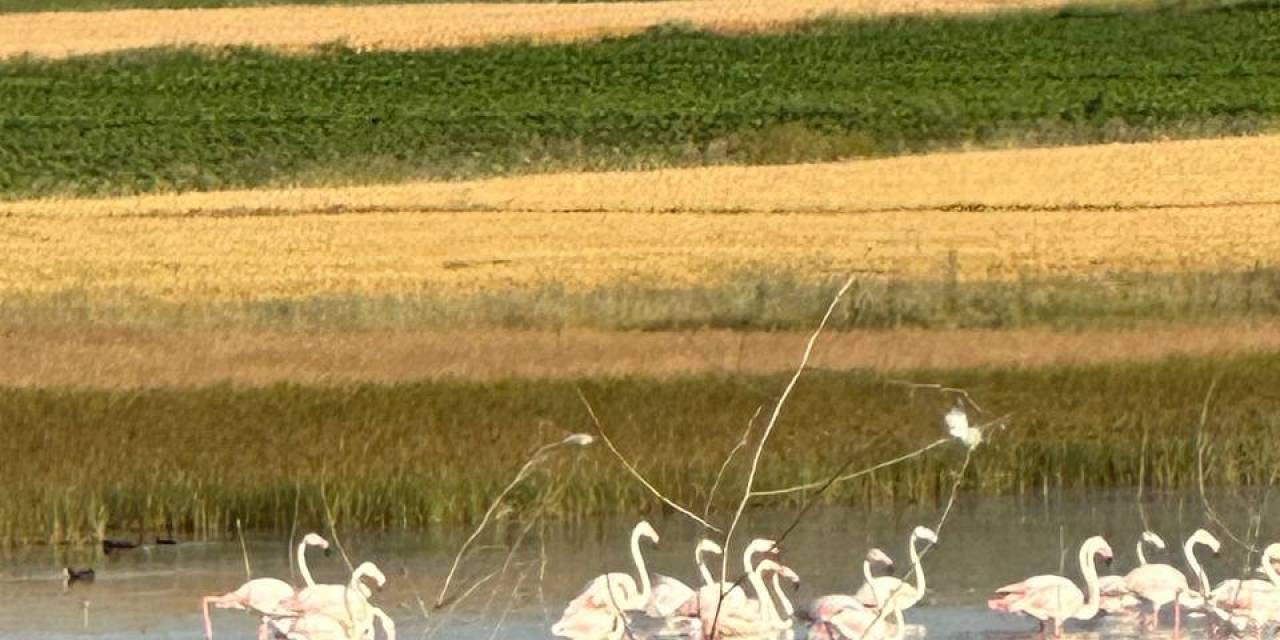 Çorum’da İlk Kez Flamingo Görüldü