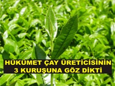 Çay Üreticisi isyanda
