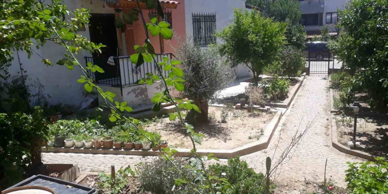 Edremit’te Aç Kalan Tilkiler Şehre İndi