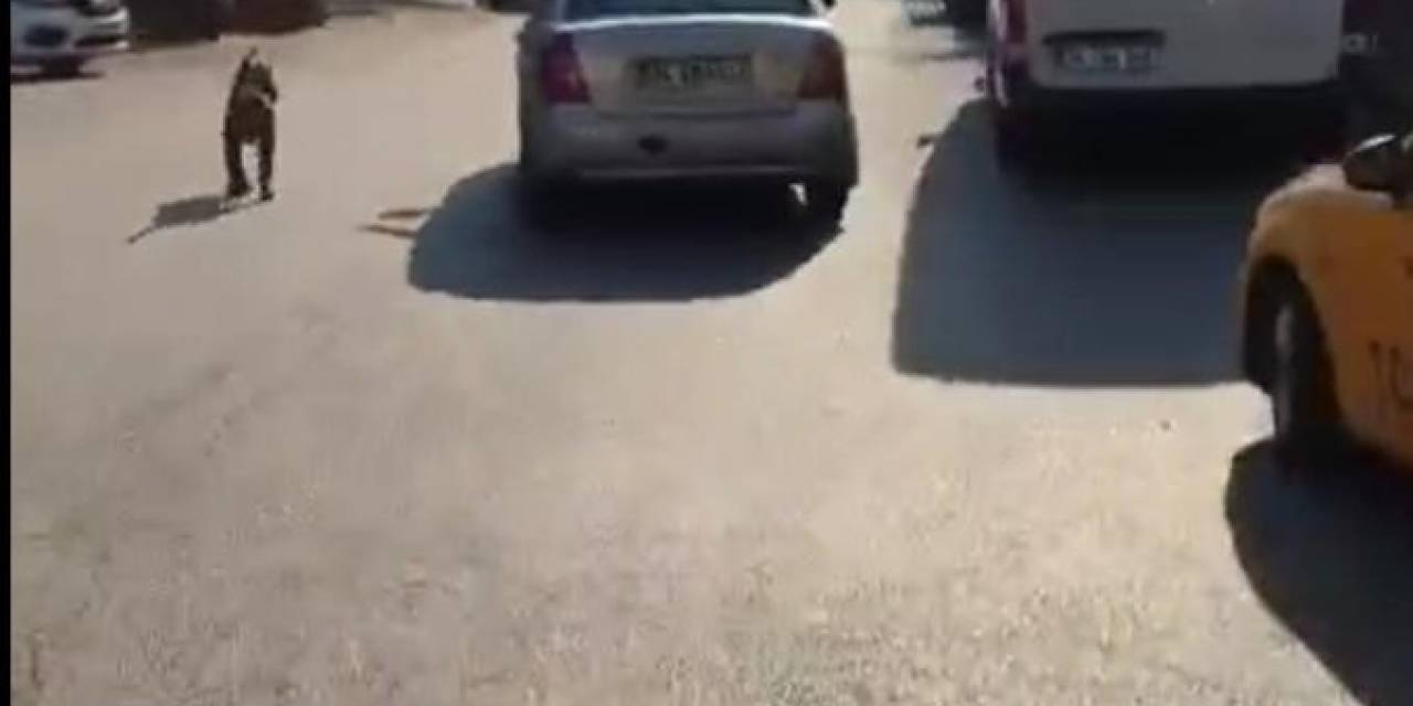 Seyir Halindeyken Köpek Gezdiren Sürücü Kamerada
