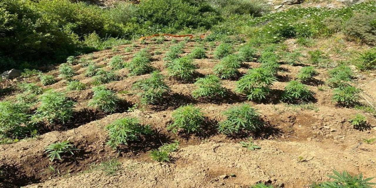 Bingöl’de 2 Bin 440 Kök Kenevir Bitkisi Ele Geçirildi