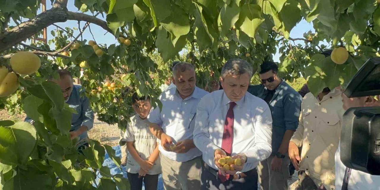 Malatya’da Kayısı Hasadı Sürüyor, Hedef 750 Milyon Dolarlık İhracat