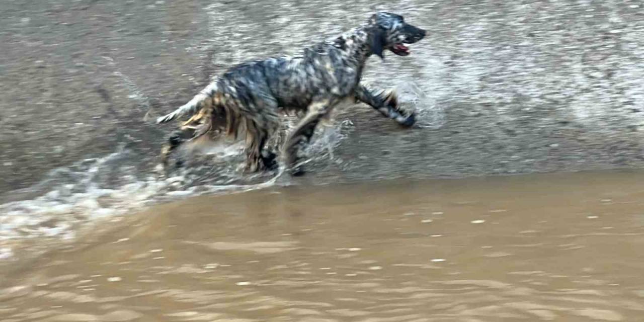Serinlemek İçin Suya Giren Köpek İçin İtfaiye Seferber Oldu