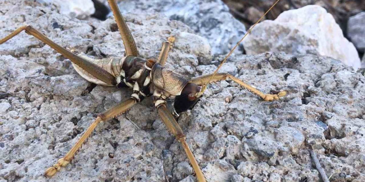Batman’da 20 Santim Büyüklüğünde Etçil Çekirge Görüldü