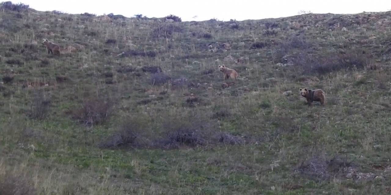 Munzur Dağlarında Dağ Keçileri Ve Peşlerinde Ki Ayılar Görüntülendi