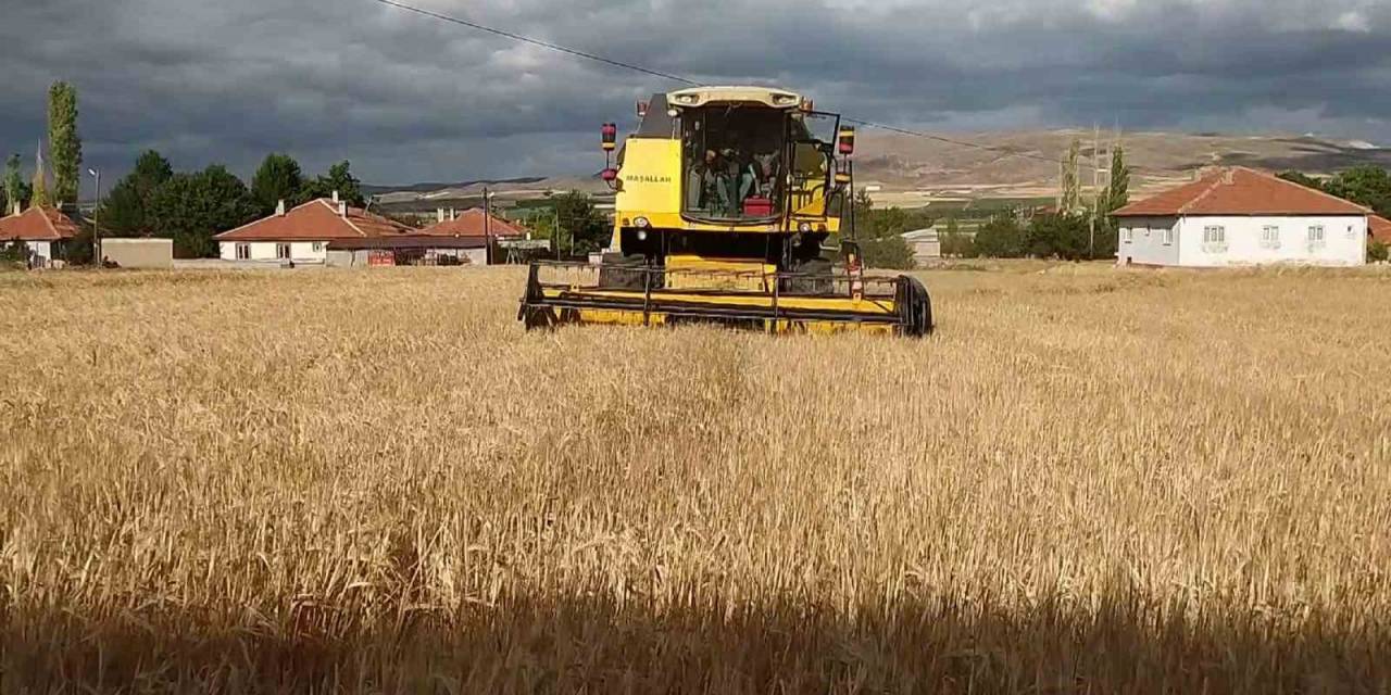 Tahıl Ambarında Arpa Hasadı Başladı