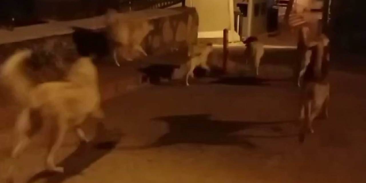 Elazığ’da Başıboş Köpekler 150 Tavuğu Telef Etti