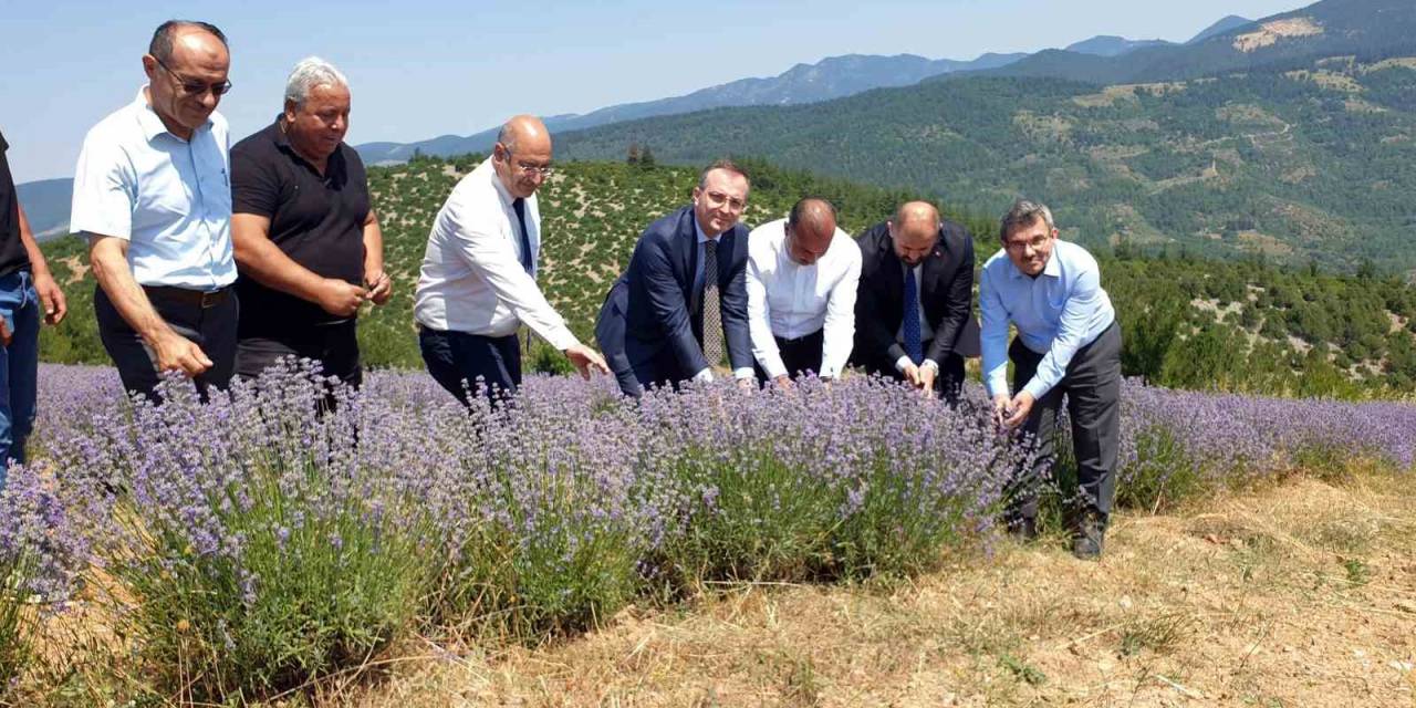 Bursa’nın Dağlarında Yetişen Lavantaların Hasadı Başladı