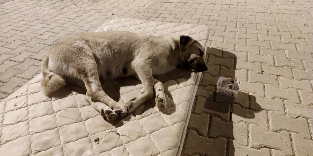 Sokak Köpeği İçin Yola Yatak Serdiler