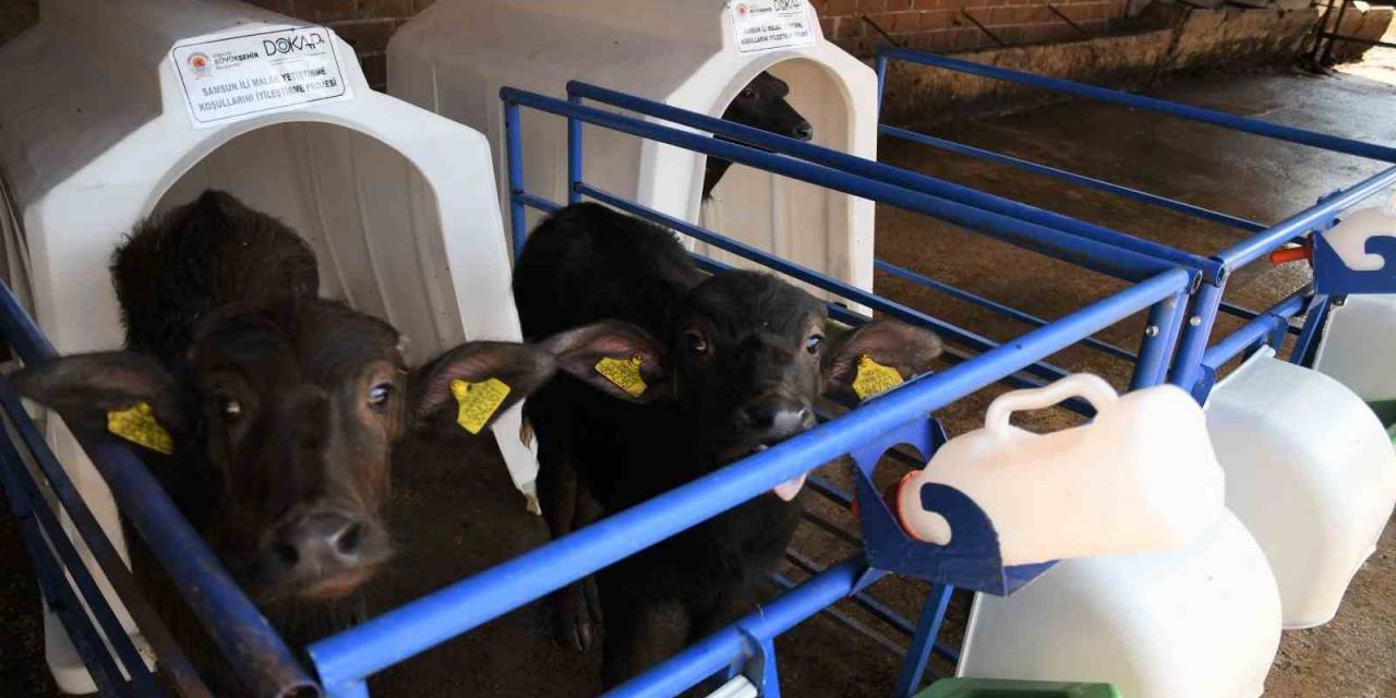 Samsun’da Manda Sütü Üretimi Arttı, Mozzarella Peyniri Üretildi