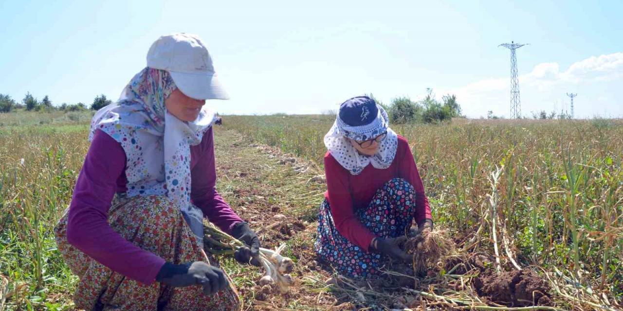 Taşköprü Sarımsağı Yetiştirilen Tarlalarda Okul Harçlığı Mesaisi