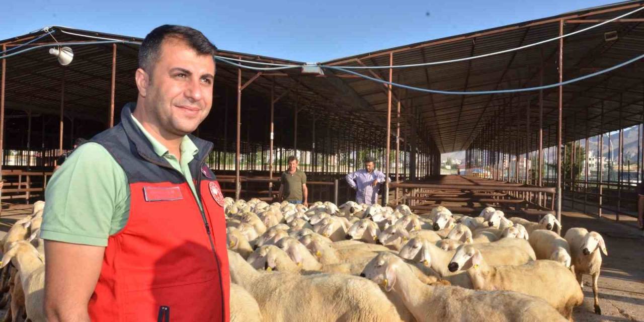 Elbistan’da Depremzede Üreticilere 754 Koyun Dağıtıldı