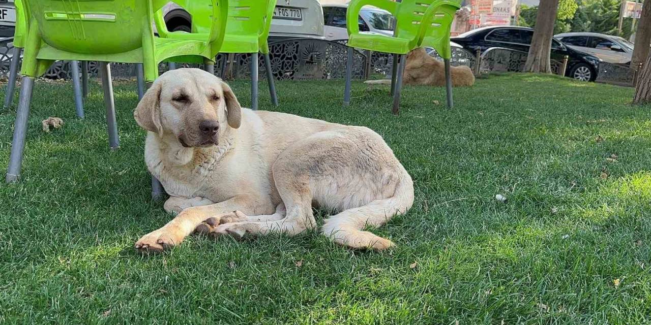 Kuduz Köpeğin Saldırınsa Uğrayan Genç Mimar Hayatını Kaybetti