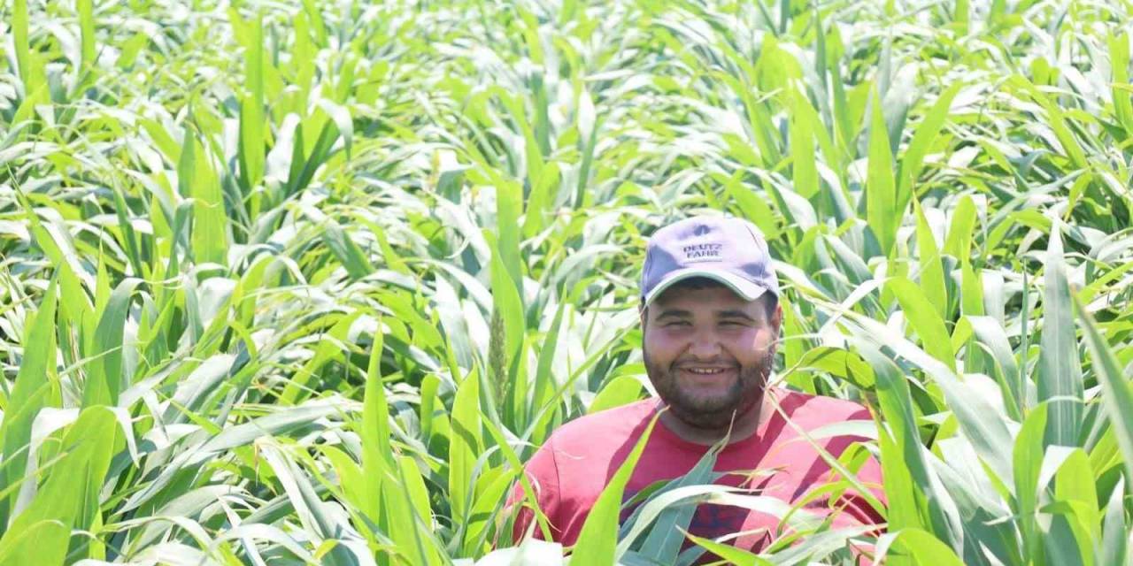 Manisa’da Mısırın Alternatifi Şeker Sorgumunun Üretimi Artıyor