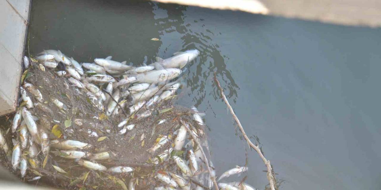 Ceyhan Nehri’nde Balık Ölümleri Meydana Geldi