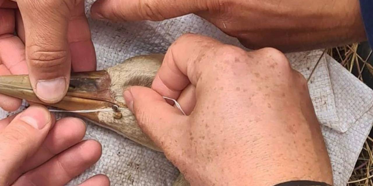 Milli Parklar: “turnalar Türkülerde Kalmasın”