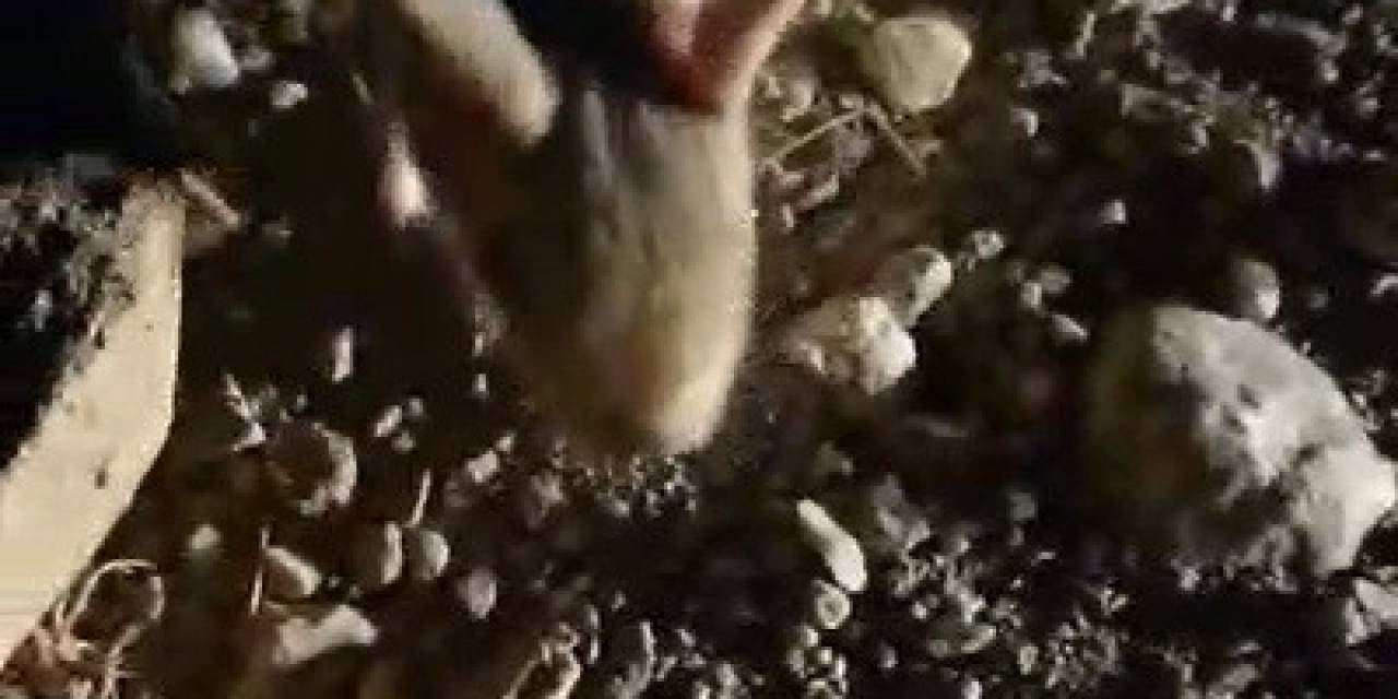 Erzincan’da Kanguru Faresine Benzeyen Arap Tavşanı Görüntülendi