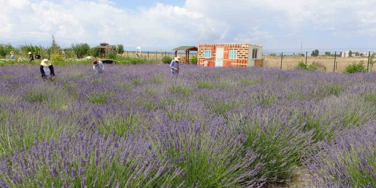 Renk Cümbüşü Tıbbi Bitkiler Doğal Fotoğraf Stüdyosu Oluyor