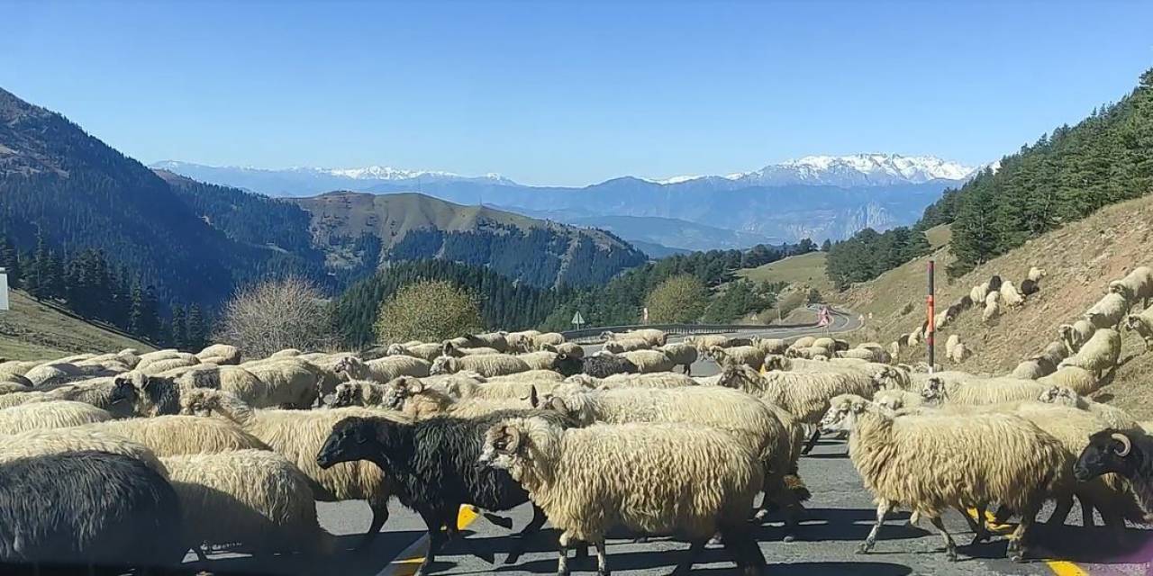 Koyun Sürüsü Karayolunu Trafiğe Kapattı