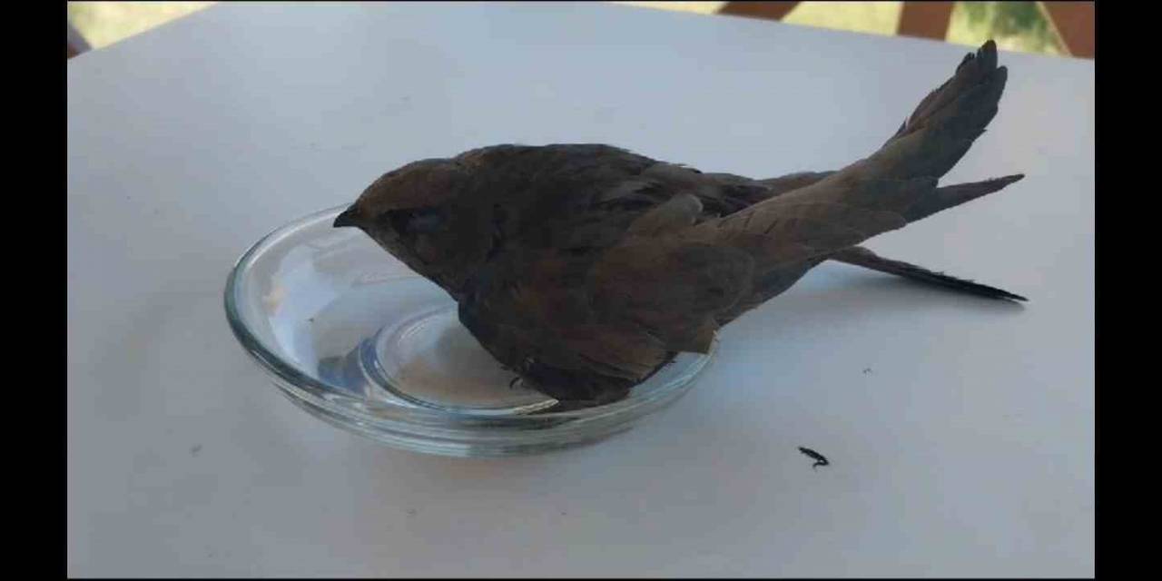 Bitkin Düşen Ebabil Kuşu Tedavi Altına Alındı