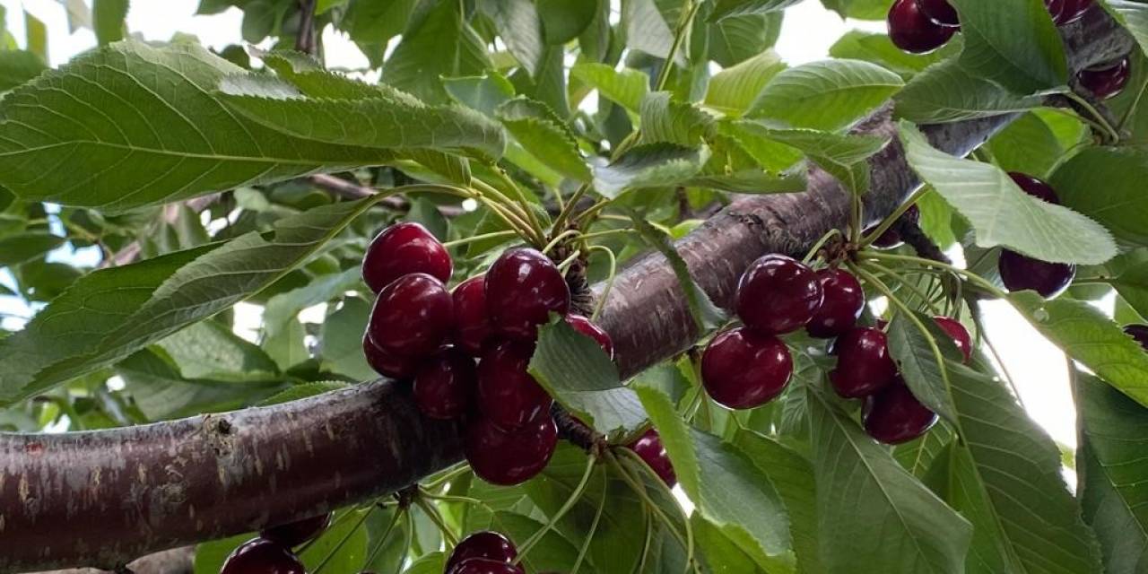 Bilecik’te ’napolyon’ Cinsi Kirazın Hasadına Başladı