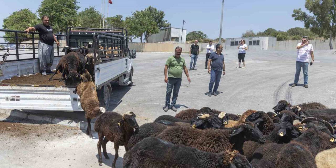 Küçükbaş Hayvan Desteğinde Geri Toplamalar Başladı