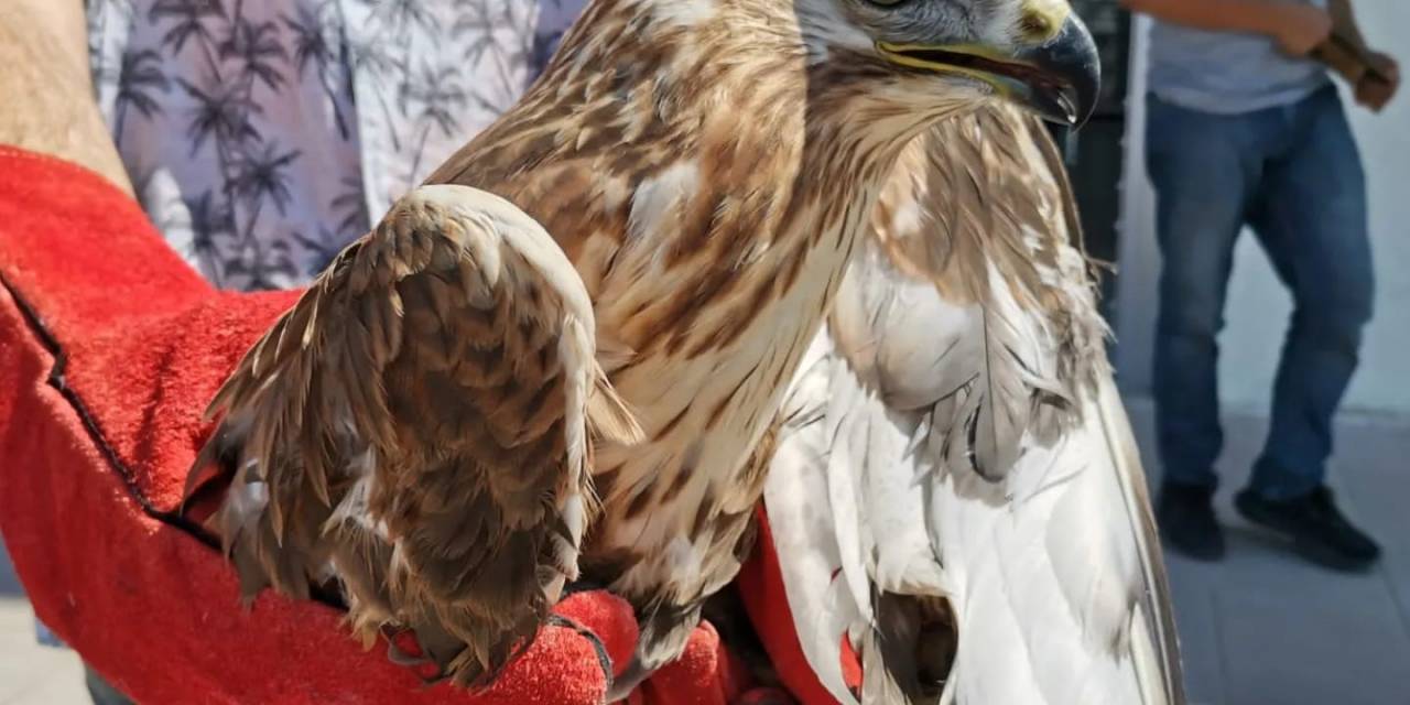 Bitkin Halde Bulunan Kızıl Şahin Tedavi Altına Alındı