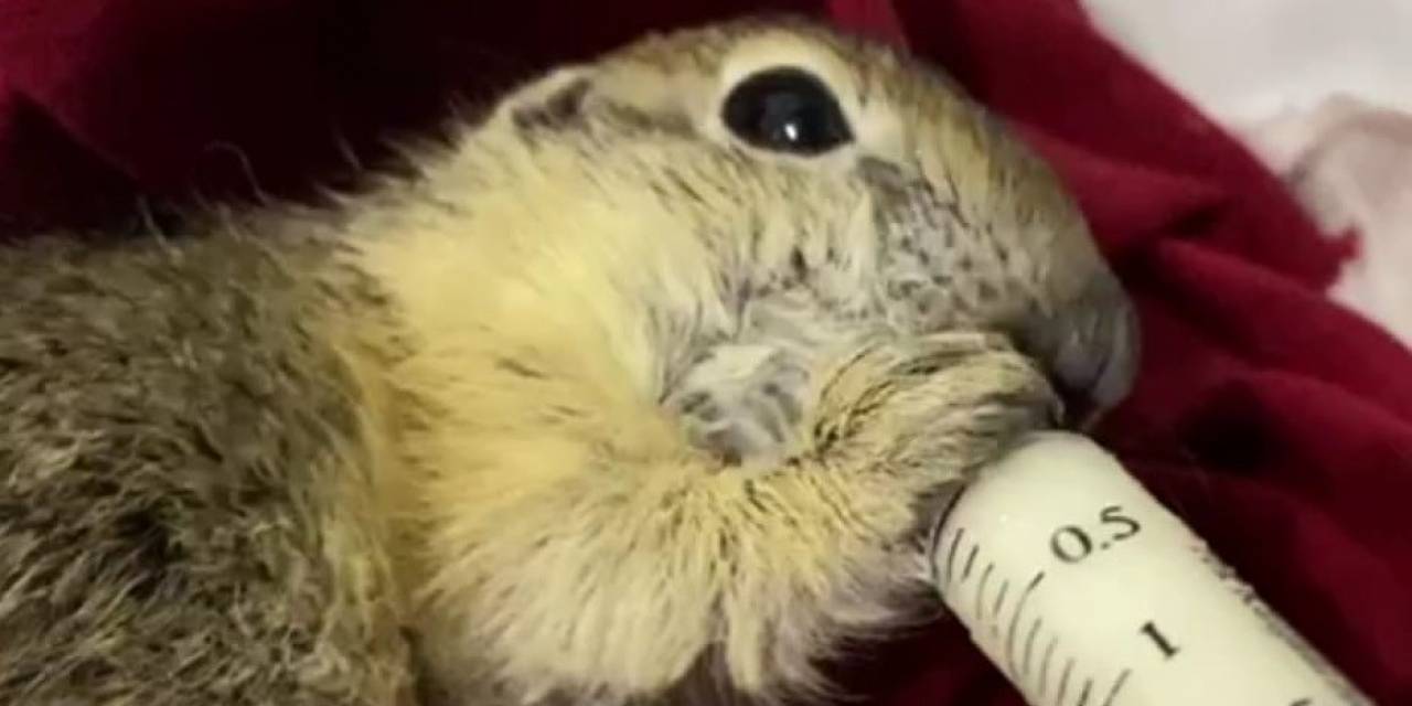 Bitkin Halde Bulunan Yavru Anadolu Yer Sincabı Şırıngayla Besleniyor