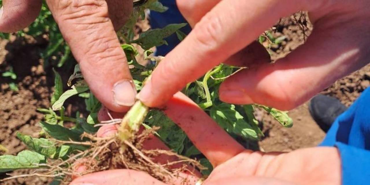 Bingöl’deki Sebze Ekili Alanlar Kontrol Ediliyor