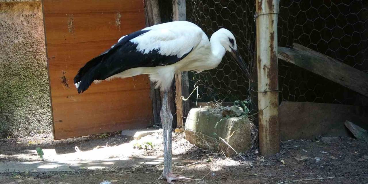 Bitkin Halde Bulunan Yavru Leylek Tedavi Altına Alındı
