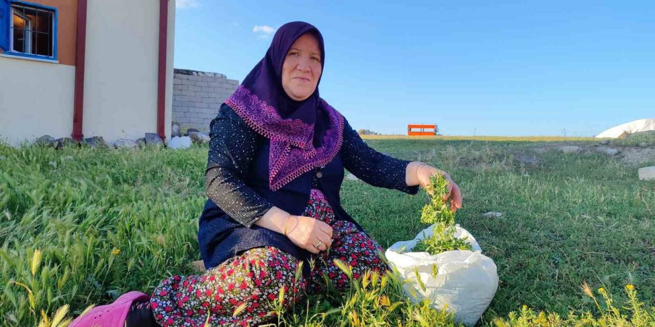 Bol Yağışlar Türkülere Konu Olan Madımak Sezonunu Uzattı
